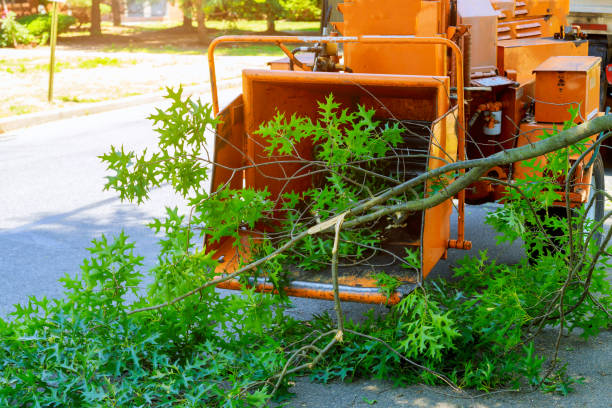 Best Tree Removal Near Me  in New Franklin, OH